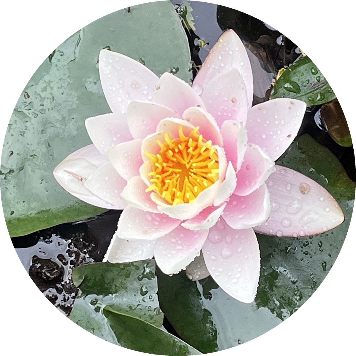 Ayurveda in Dumfries and Galloway