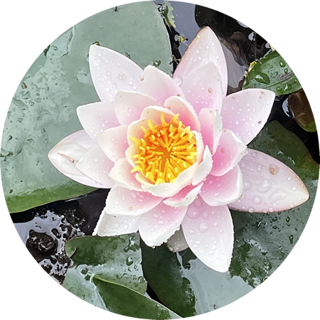 Ayurveda in Dumfries and Galloway