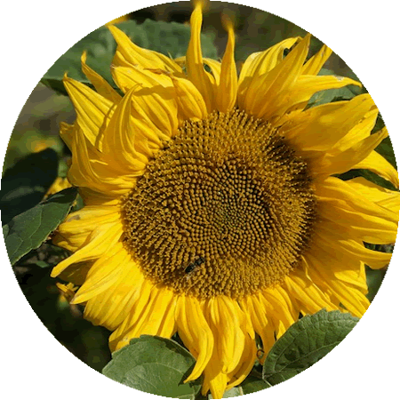 Holistic health coaching